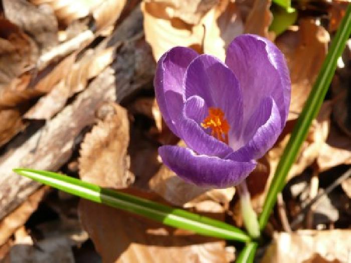 Frühling