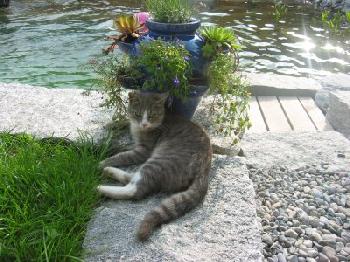 Katzen