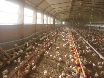 Bei uns können Sie Pouletfleisch von glücklichem Geflügel aus der Ostschweiz einkaufen