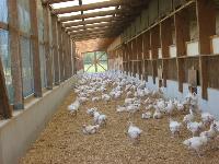 Mastpoulets