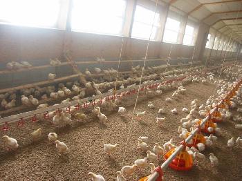Innenansicht Pouletstall